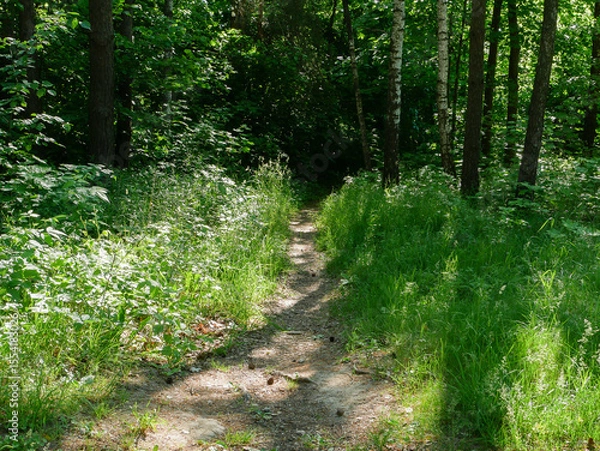 Fototapeta A small path in the forest.
