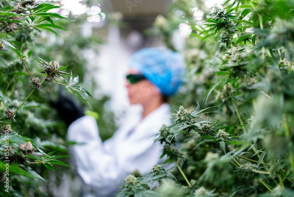 Obraz Dedicated worker carefully manicures cannabis plants to enhance quality and yield in cultivation.