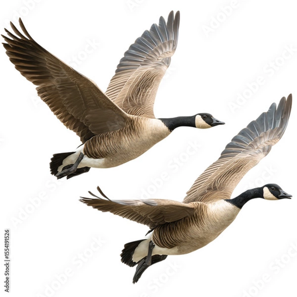Fototapeta pair of Canada geese flying side by side, symbolizing loyalty and emotional bond, clean cutout PNG, sharp detail, white background --v 7.0 --p fig9u4r