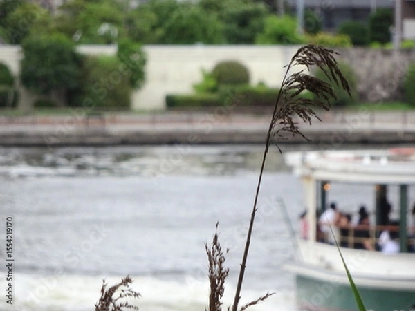 Fototapeta 植物ごしの水上バス