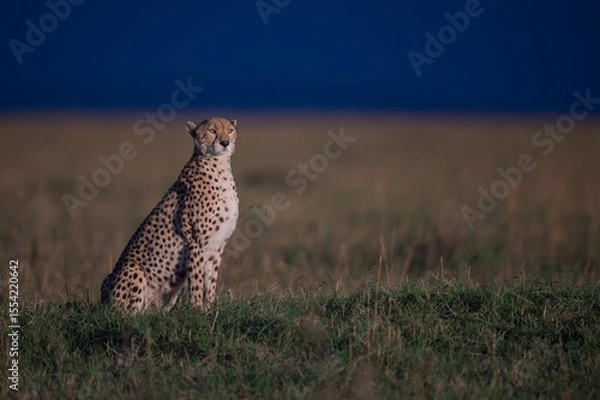 Fototapeta cheetah in the African Savannah 