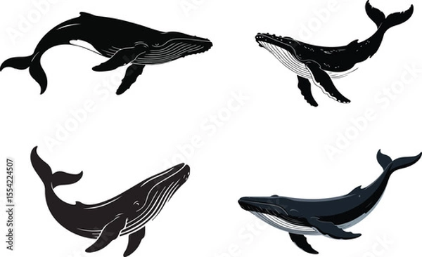 Obraz Whale Vector Illustration | Black and White Line Art on Blank Background

