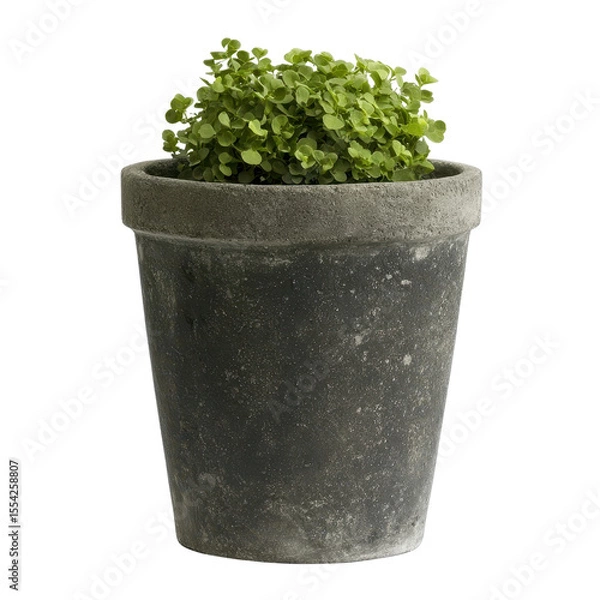 Obraz Fresh Green Plant in a Simple Gray Concrete Pot on a White Background