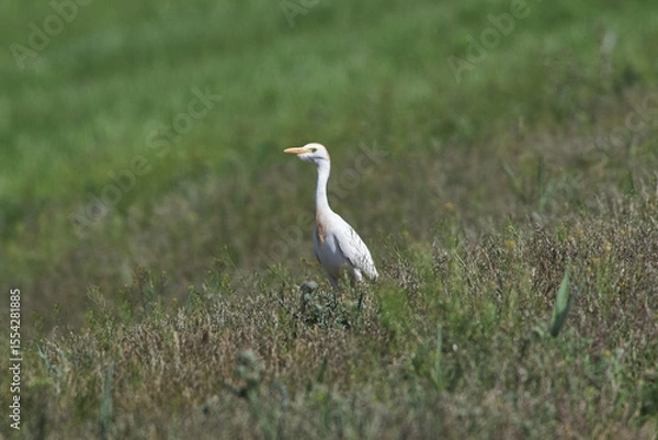 Obraz Western cattle egret