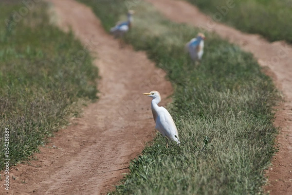 Fototapeta Ardea ibis