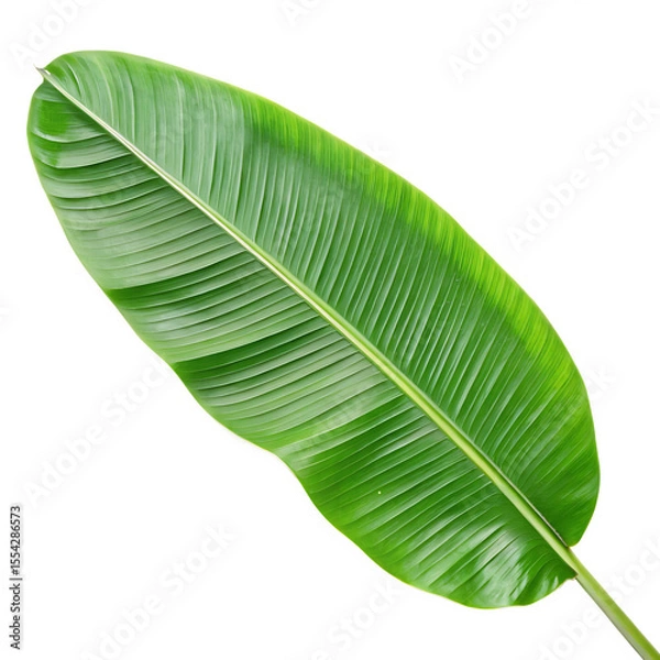 Obraz A vibrant and glossy banana plant leaf, showing the rich green texture of nature isolated on a transparent background png