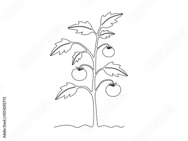 Obraz Abstract tomato bush in the garden,on the farm,agriculture,cottage. continuous single one line art drawing sketch, logo