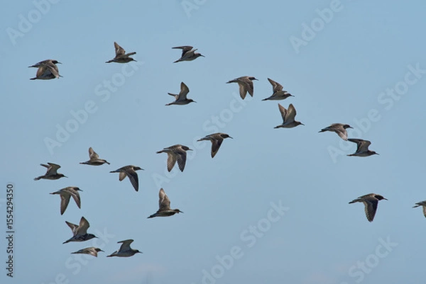 Fototapeta A flock of ruff 