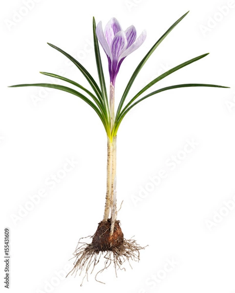 Fototapeta Crocus flower with root system photographed macro, isolated on white background.