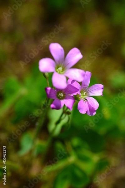 Fototapeta ムラサキカタバミ