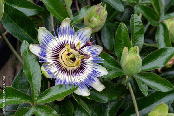 Obraz Close up view of Passiflora caerulea. A species of flowering plant native to South America, also know as the blue passionflower, bluecrown passionflower or common passion flower.