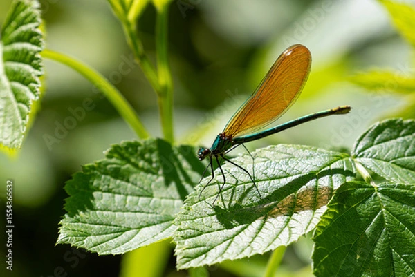 Obraz Close-up view of a beautiful female demoiselle (calopteryx virgo) resting on a green leaf, a species of damselfly belonging to the family Calopterygidae. Nice green soft bokeh in the background.