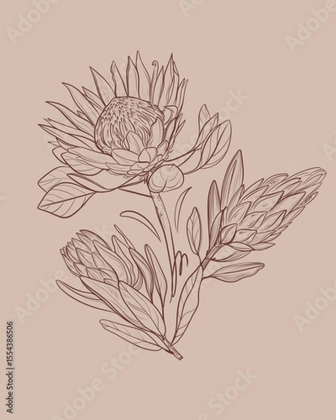 Fototapeta Hand drawn linear illustration of a protea bouquet in brown ink on a beige background. Elegant botanical sketch in minimal vintage style. Perfect for floral prints, packaging, wedding design