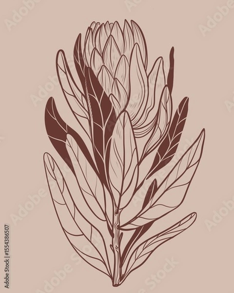 Fototapeta Hand drawn linear illustration of a protea flower in brown ink on a beige background. Elegant botanical sketch in minimal vintage style. Perfect for floral prints, packaging, wedding design