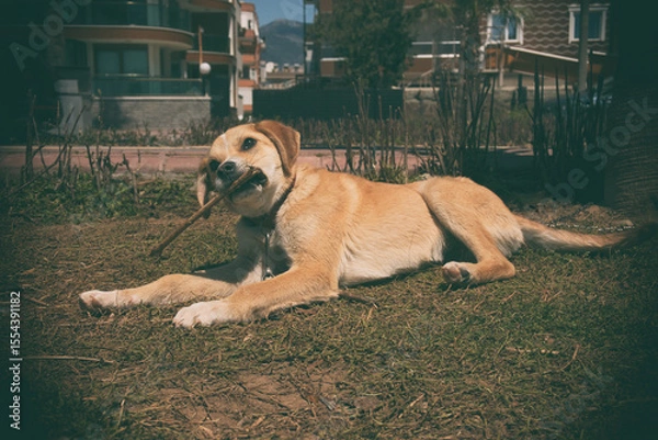 Fototapeta Young Turkish stray puppy chewing a stick on grass