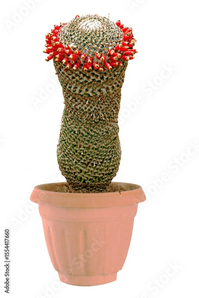 Fototapeta Close up of Cactus with red flowers