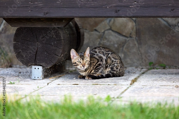 Obraz Elegant Bengal Kitten Portrait with Expressive, Captivating Eyes