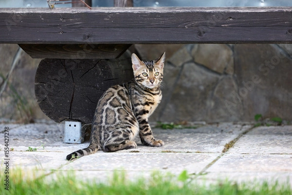 Obraz Elegant Bengal Kitten Portrait with Expressive, Captivating Eyes