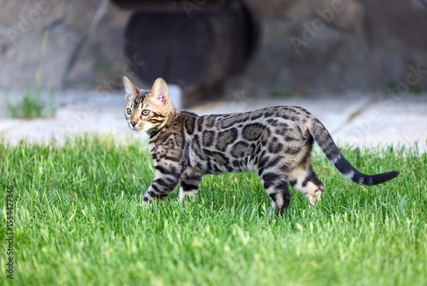 Obraz A captivating image of a Bengal kitten exuding charm and tender grace
