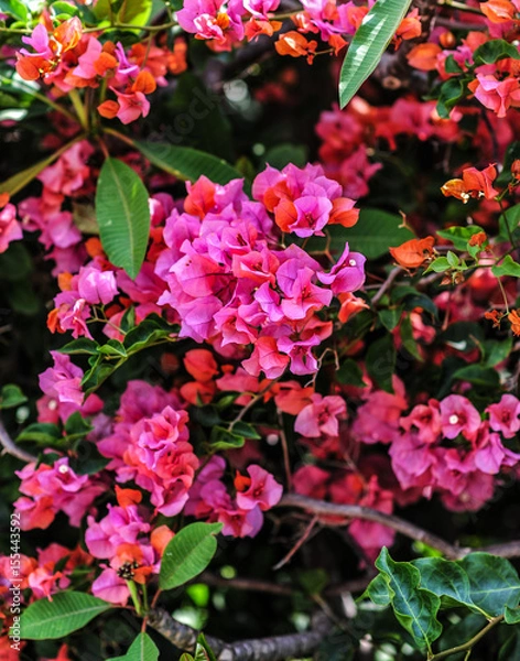 Obraz Bougainvillea