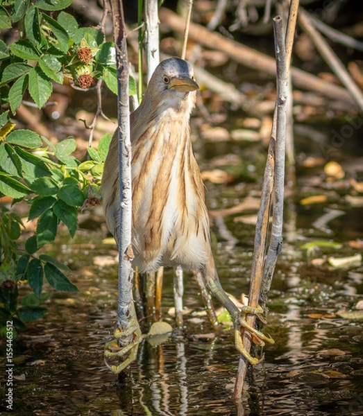 Obraz Little bittern, Ixobrychus minutus. A bird sits on two reed stalks above the water