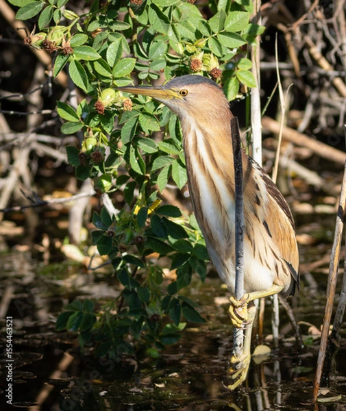 Obraz Little bittern, Ixobrychus minutus. A bird sits on a reed above the water, waiting for prey