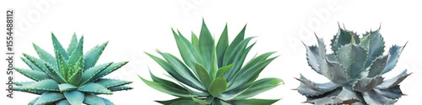 Fototapeta Set of Agave, Cactus, Desert Plants Isolated on White Background with Clipping Path