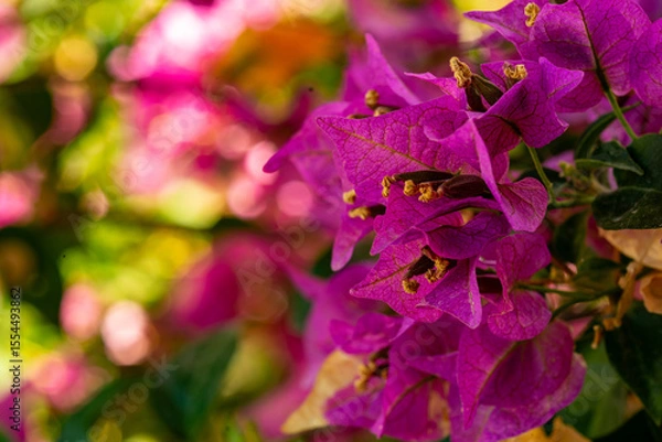 Obraz Bougainvillea flowers blooming in a colorful bokeh background