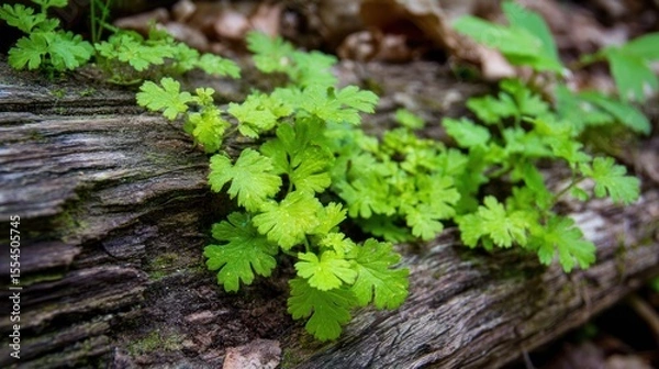 Obraz Green plants grow on a textured log in a forest setting.