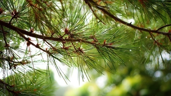 Obraz Pine tree branches with needles and cones against a blurred background.