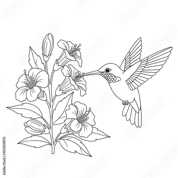 Fototapeta Hummingbird feeding on flowers line art isolated on transparent background