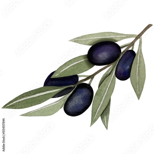 Fototapeta Black olives, watercolor illustration, branch of olives isolated on white background. Watercolor - vector 24.