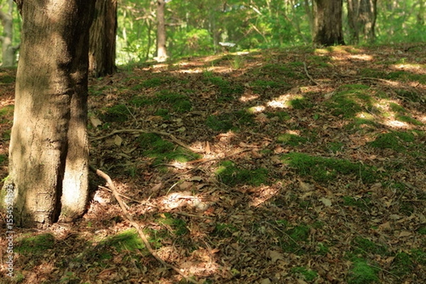 Obraz 森の中の風景　苔と落葉と木漏れ日