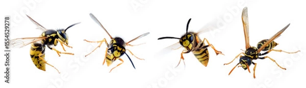 Obraz Insect wasp in different positions isolated on white background. Collection of flying, stinging and crawling wasps.