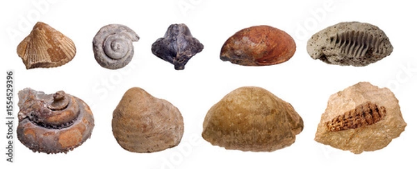 Obraz Fossilized prehistoric mollusc shells isolated on white background. Design elements on the theme of paleontology, history of planet Earth. A set of fossils of long-extinct animals.