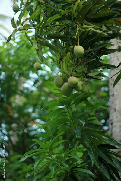 Obraz Mango