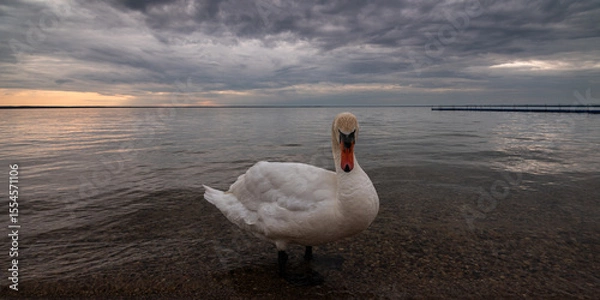 Obraz white swan posing for camera standing in water and looking into lens against evening lake landscape and cloudy dramatic sky with glow. widescreen wide angle side front view