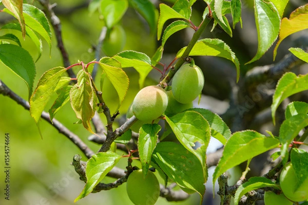 Fototapeta 初夏に枝で育つ青梅の実