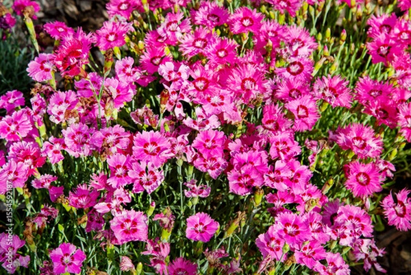 Fototapeta Meadow background of white and pink carnations on a background of green grass. Nature, flora and flora.