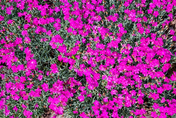 Obraz Glade background of pink flowers on a background of green grass. Nature, flora and flora.