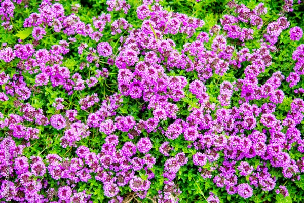 Obraz Glade background of beautiful white and pink flowers on a background of green grass. Nature, flora and flora.