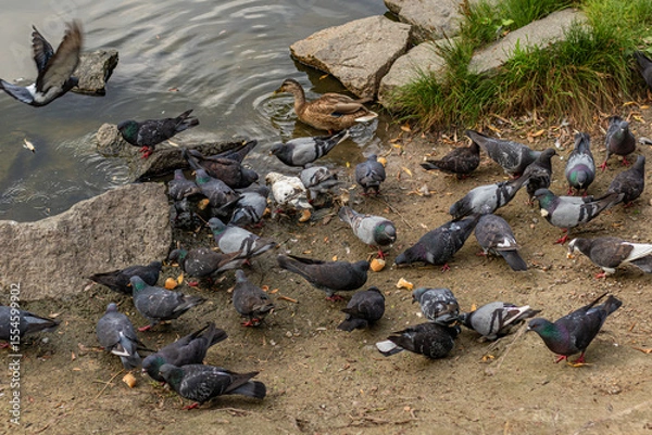 Fototapeta Large flock of pigeons pecking at food on dirt ground near lake, one duck standing near edge.
