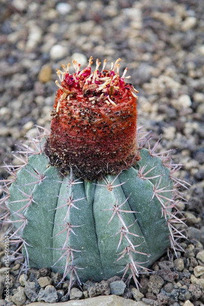 Obraz Die Blüte eines Kaktus.