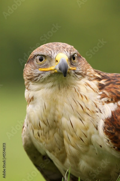 Fototapeta Ferruginous hawk (Butea Regalis)