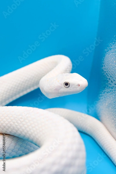 Obraz 青い背景に美しい白い蛇