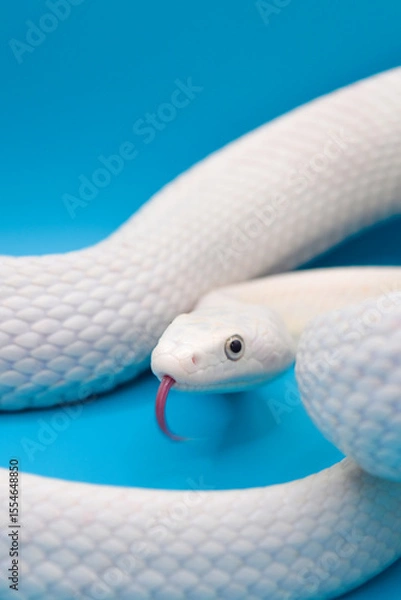 Obraz 青い背景に美しい白い蛇