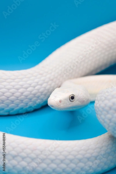 Obraz 青い背景に美しい白い蛇