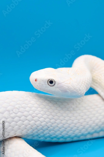 Fototapeta 青い背景に美しい白い蛇