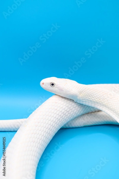 Obraz 青い背景に美しい白い蛇