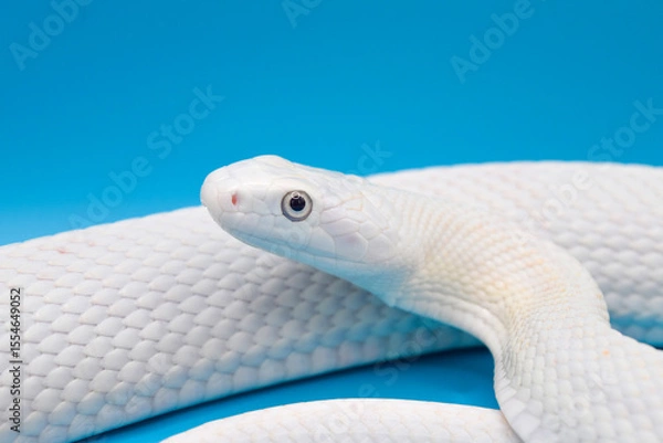 Obraz 青い背景に美しい白い蛇